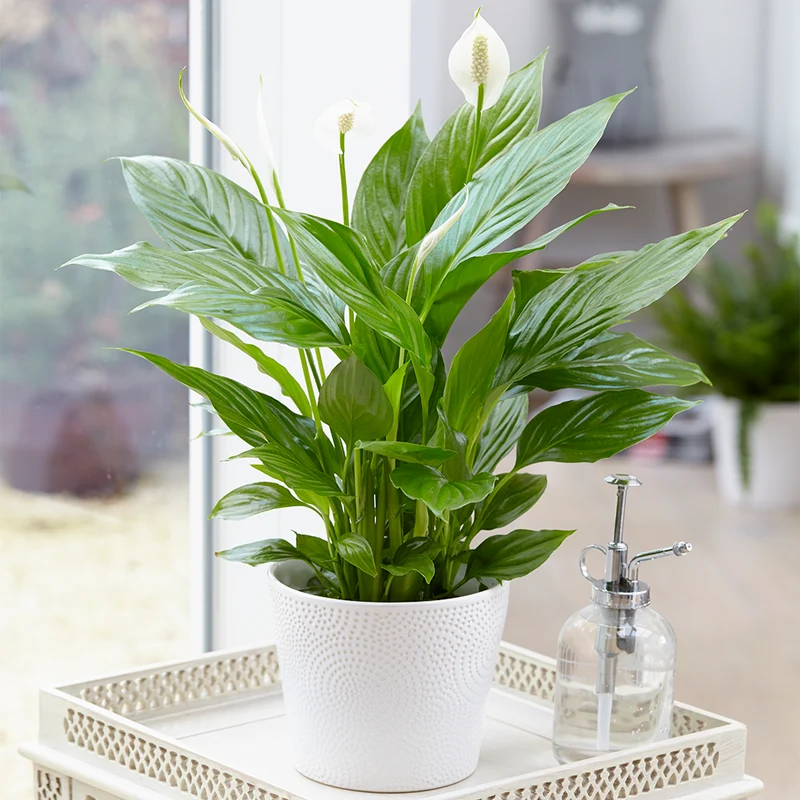 Blatt & Blüte Zimmerpflanze Bundle
