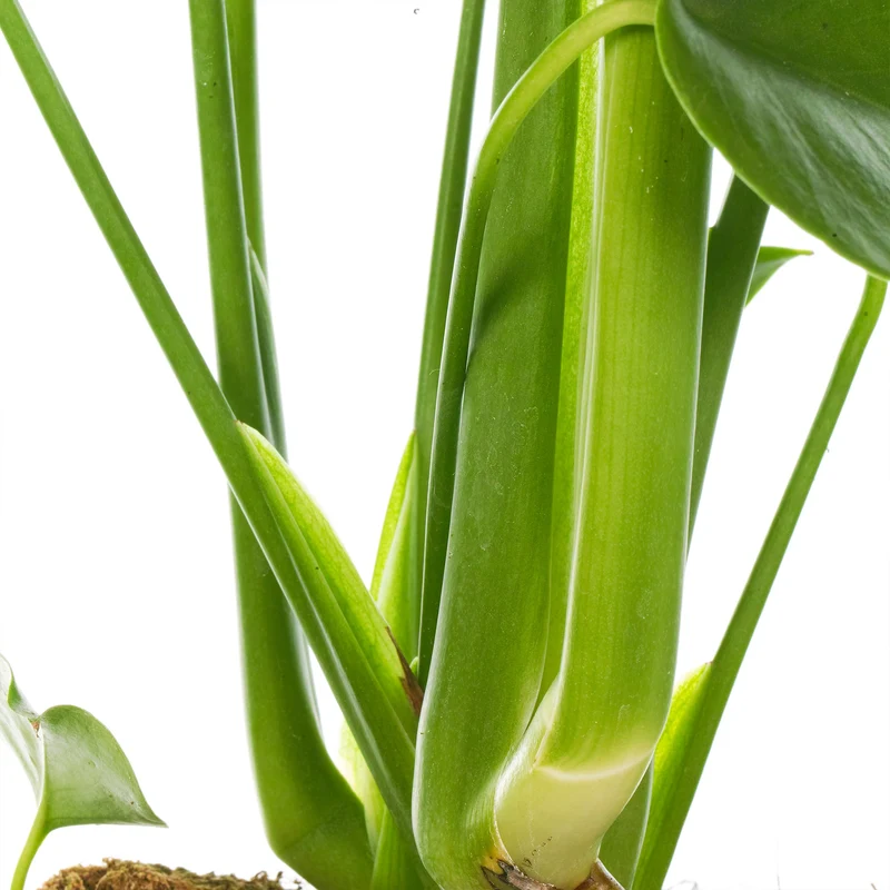 Tropical Duo Zimmerpflanzen-Bündel