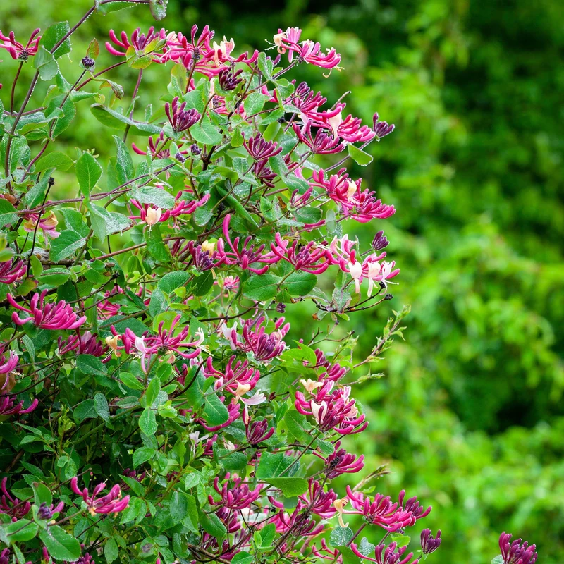 Lonicera 'Belgica Select'