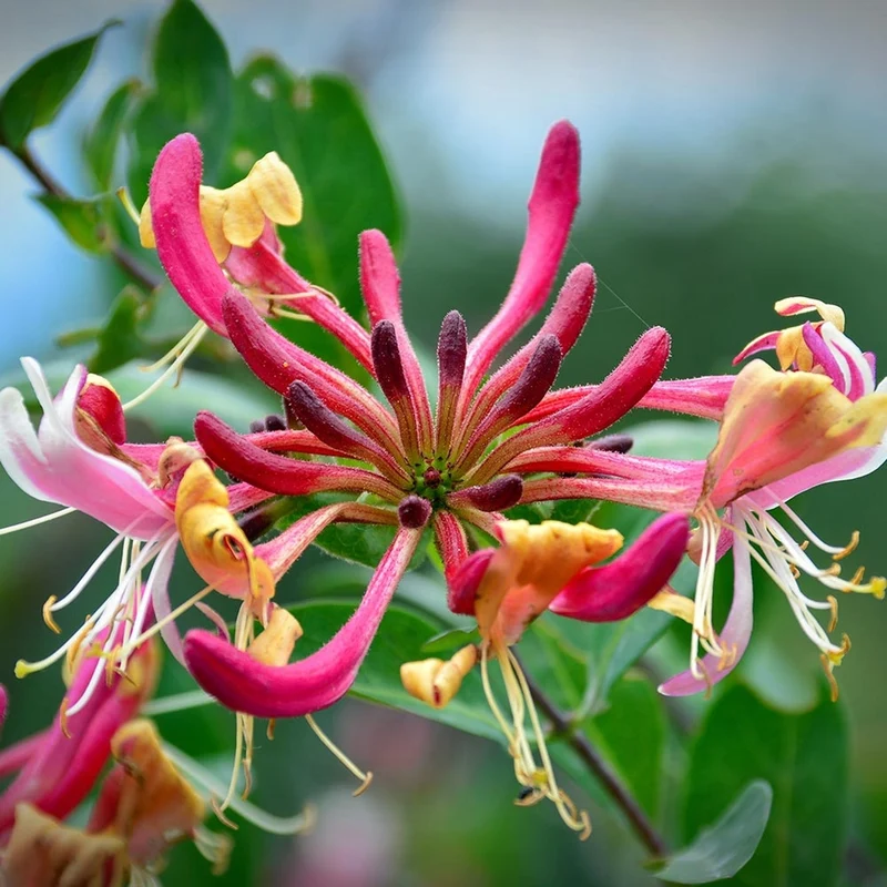 Lonicera 'Belgica Select'