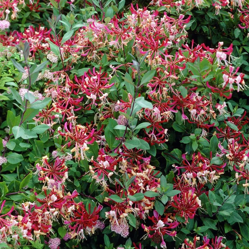 Lonicera 'Belgica Select'