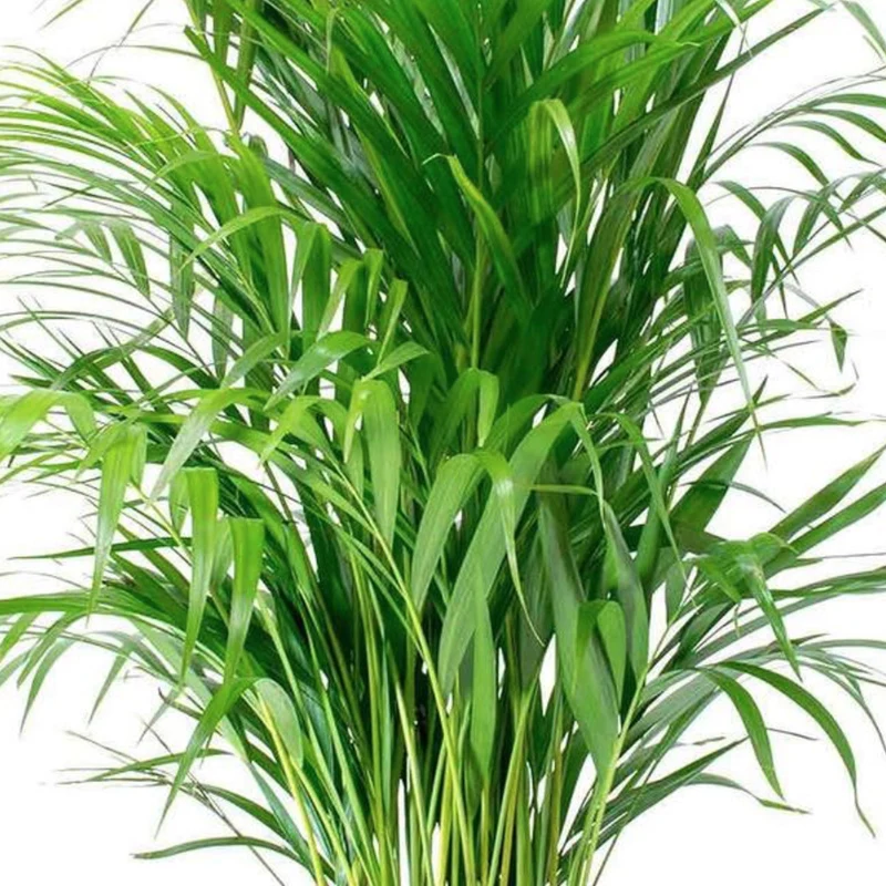 Chamaedorea elegans