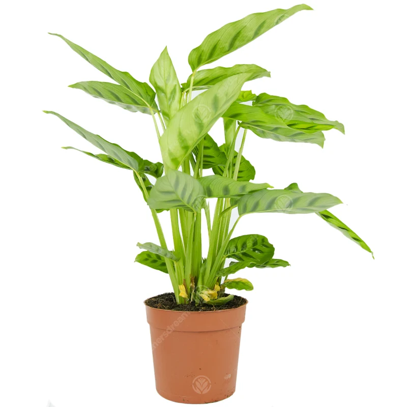 Leopardenfalter (Calathea)