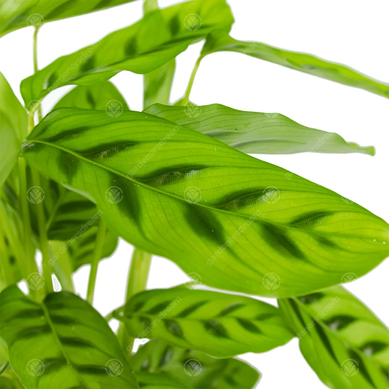 Leopardenfalter (Calathea)