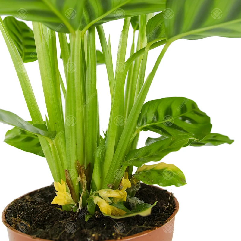 Leopardenfalter (Calathea)