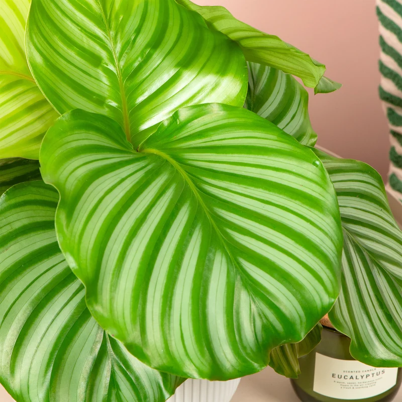 Rundblättrige Glockenblume (Calathea orbifolia)