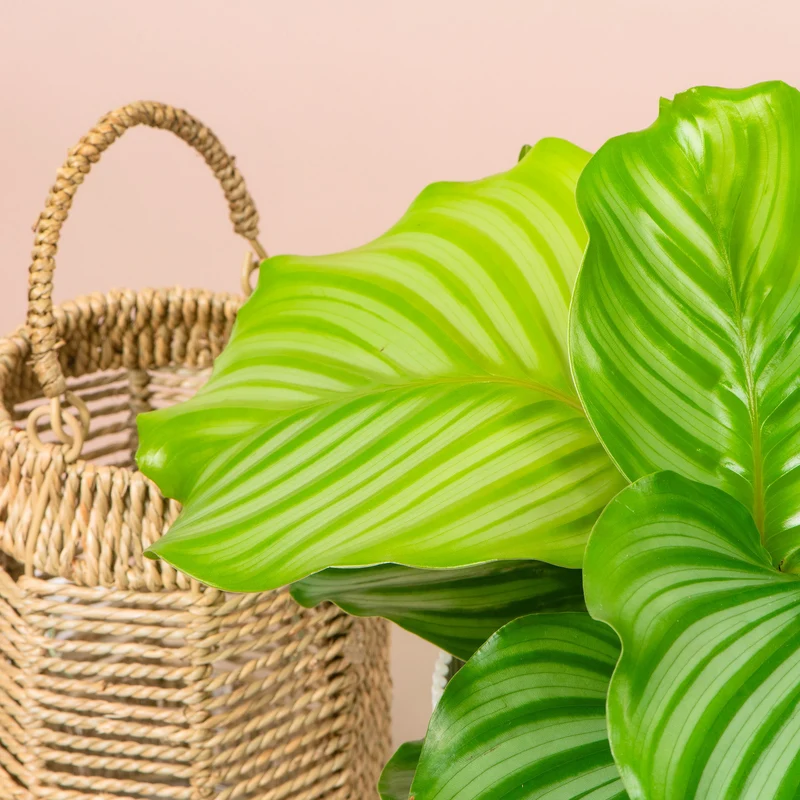 Rundblättrige Glockenblume (Calathea orbifolia)