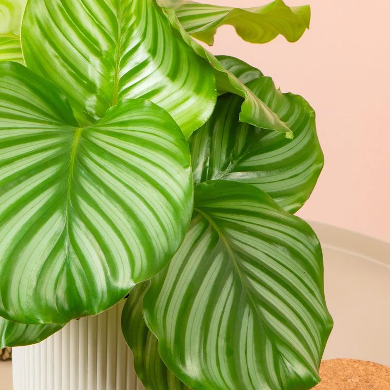 Rundblättrige Glockenblume (Calathea orbifolia)