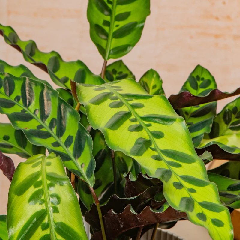 Calathea insignis