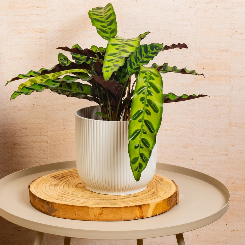 Calathea insignis