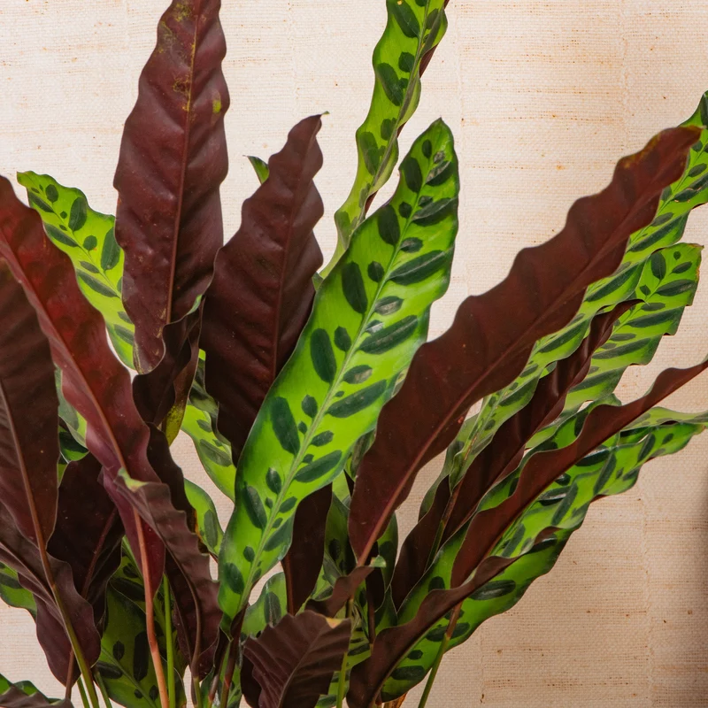 Calathea insignis