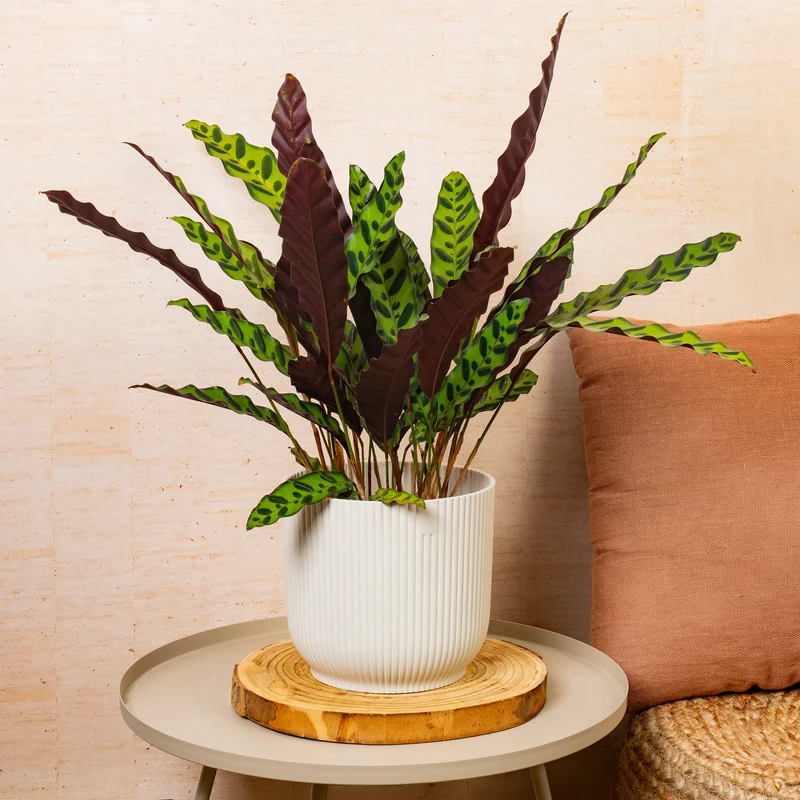 Calathea insignis