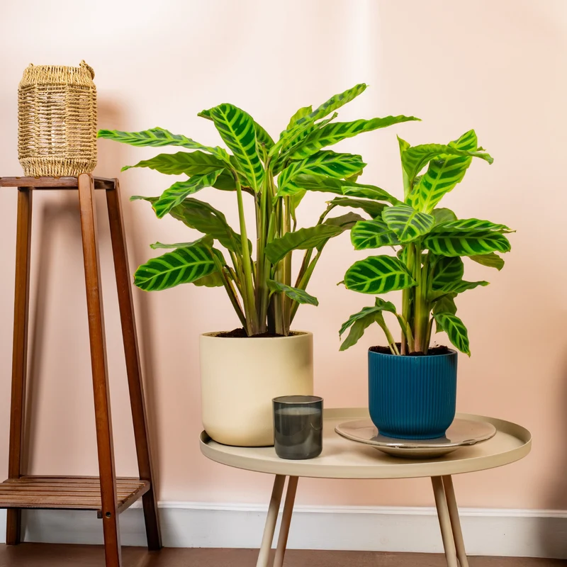 Calathea 'Zebrina'