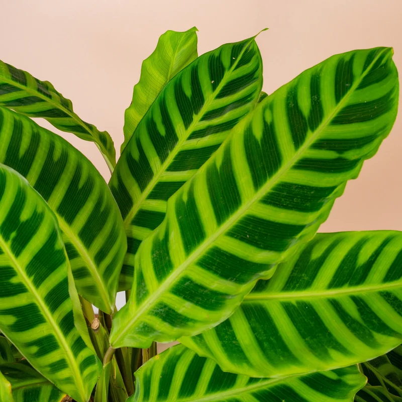 Calathea 'Zebrina'