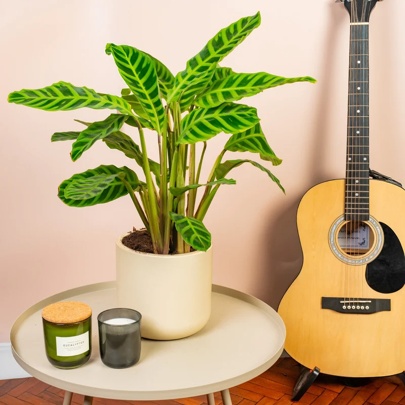 Calathea 'Zebrina'