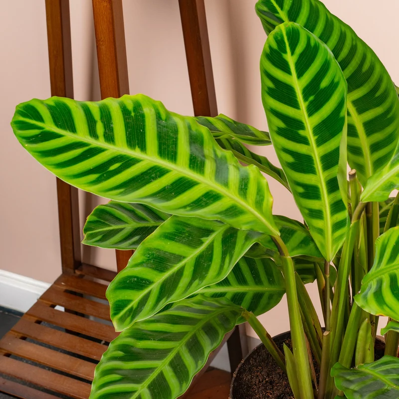 Calathea 'Zebrina'