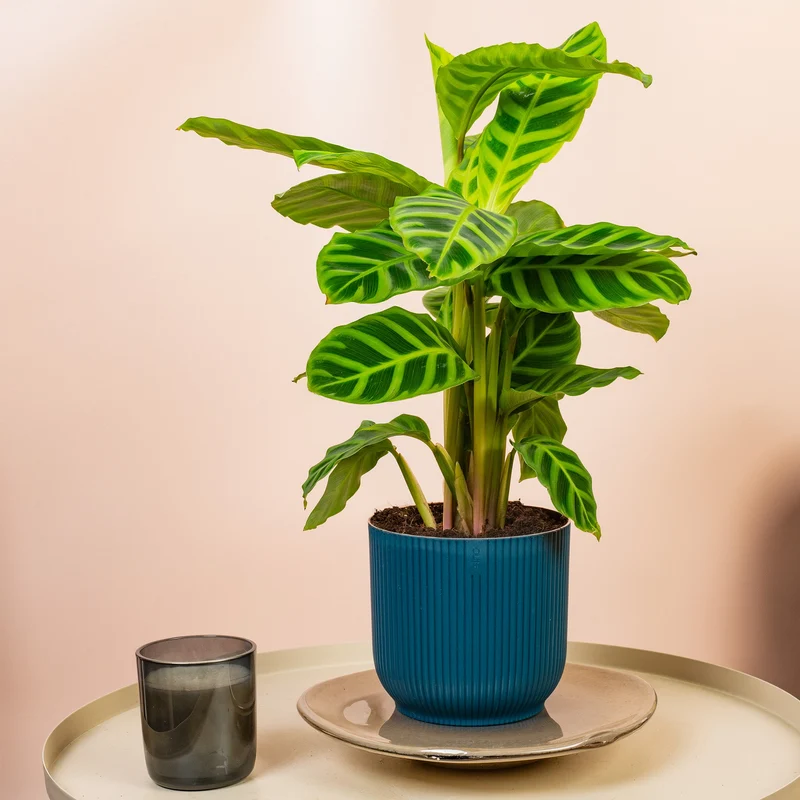 Calathea 'Zebrina'