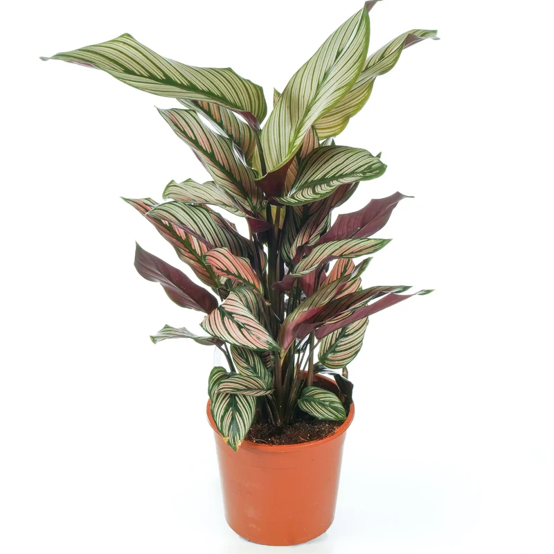 Calathea 'Weißer Stern'