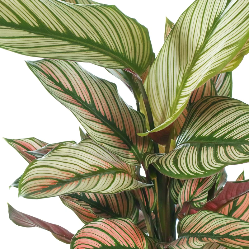 Calathea 'Weißer Stern'