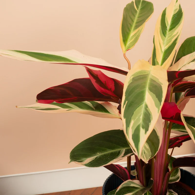 Calathea 'Triostar'