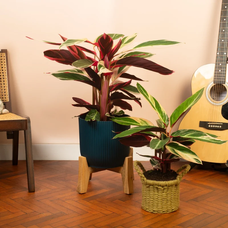 Calathea 'Triostar'
