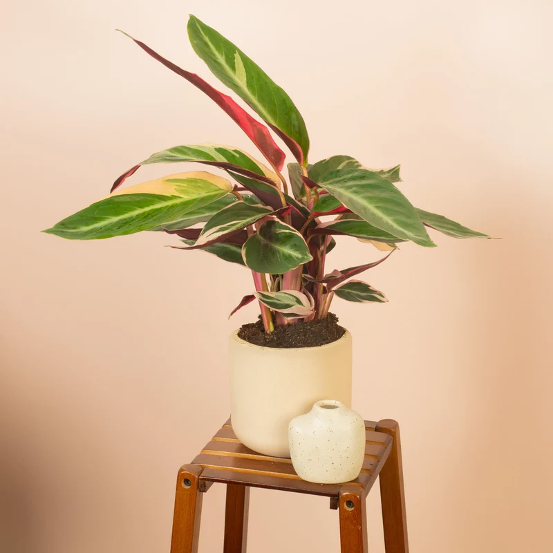 Calathea 'Triostar'