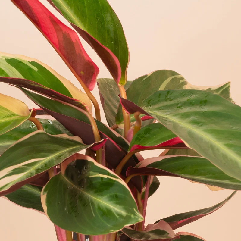 Calathea 'Triostar'