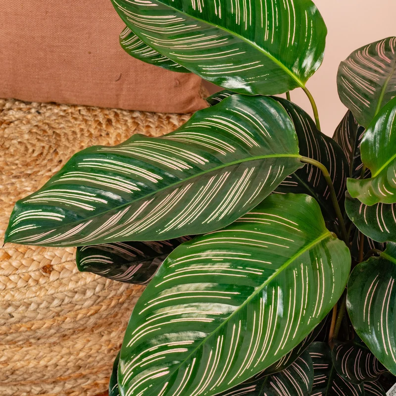 Calathea 'Ornata'