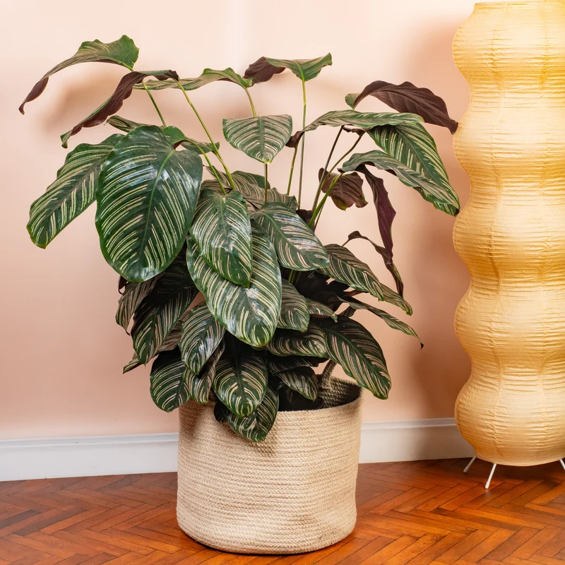 Calathea 'Ornata'