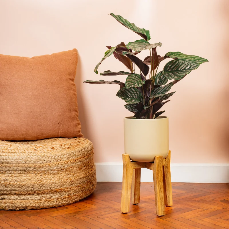 Calathea 'Ornata'