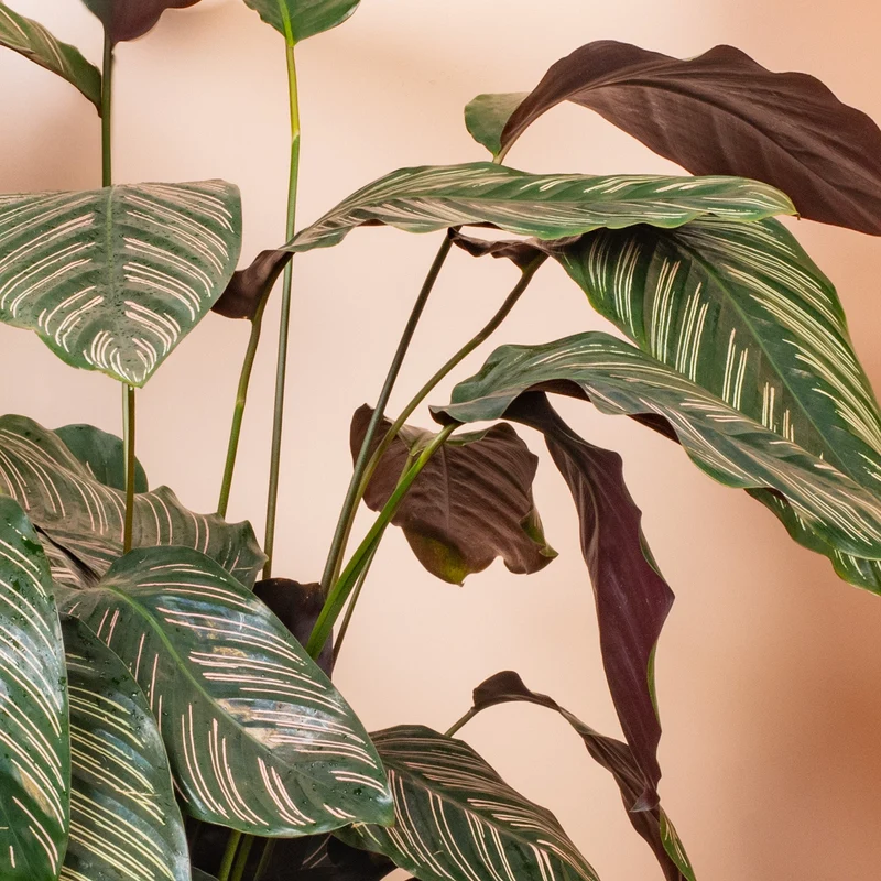 Calathea 'Ornata'