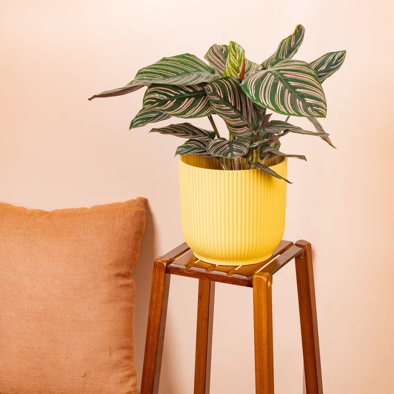 Calathea 'Ornata'