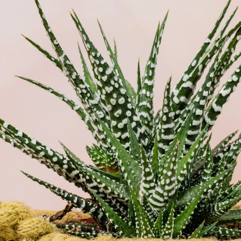 Haworthia 'Big Band'