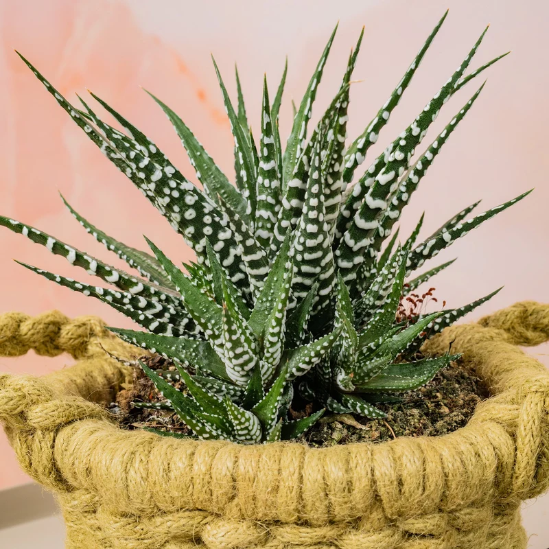 Haworthia 'Big Band'