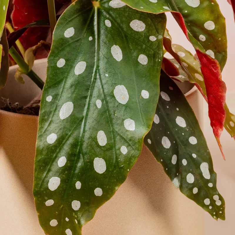 Begonie maculata