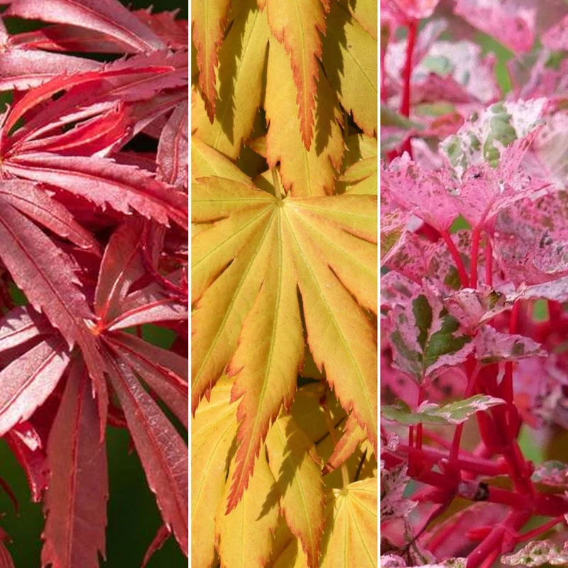 Acer Mix
