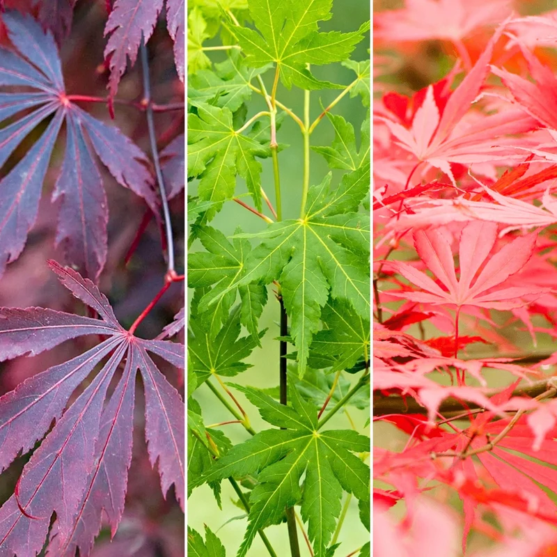 Acer Mix
