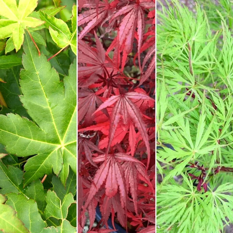 Acer Mix
