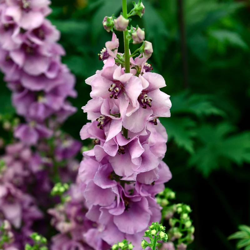 Königskerze 'Lavender Lass'