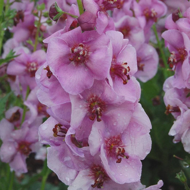 Königskerze 'Lavender Lass'