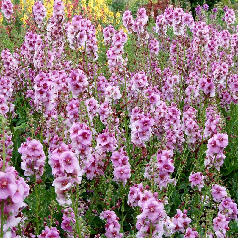 Königskerze 'Lavender Lass'
