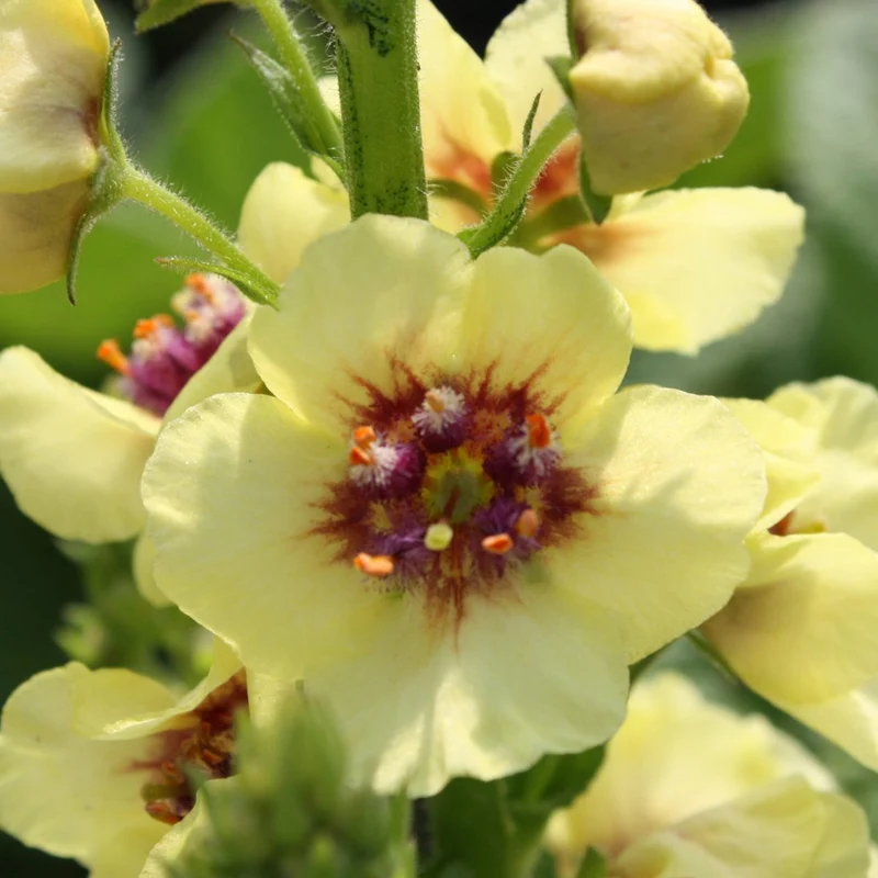 Verbascum 'Dark Eyes'