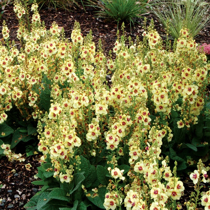 Verbascum 'Dark Eyes'