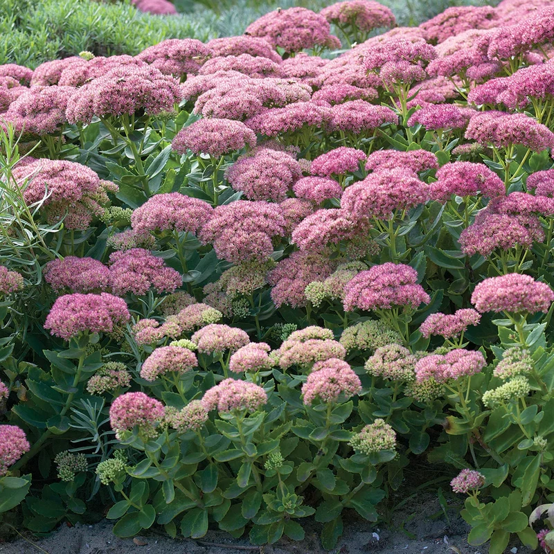 Sedum 'Herbstfreude'