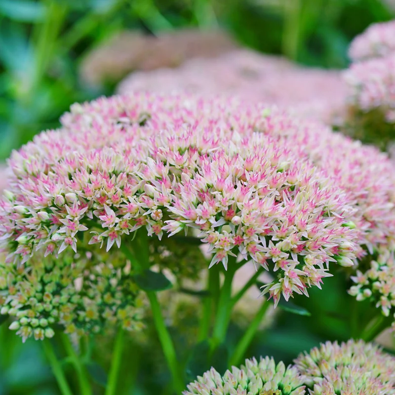 Sedum 'Herbstfreude'