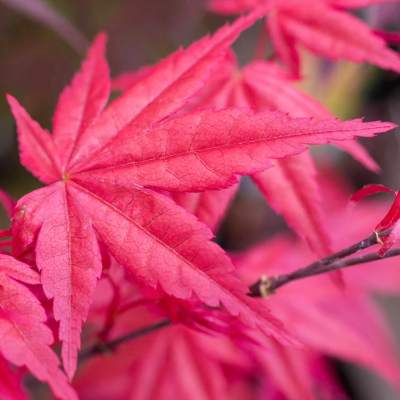 Acer 'Beni-Maiko'