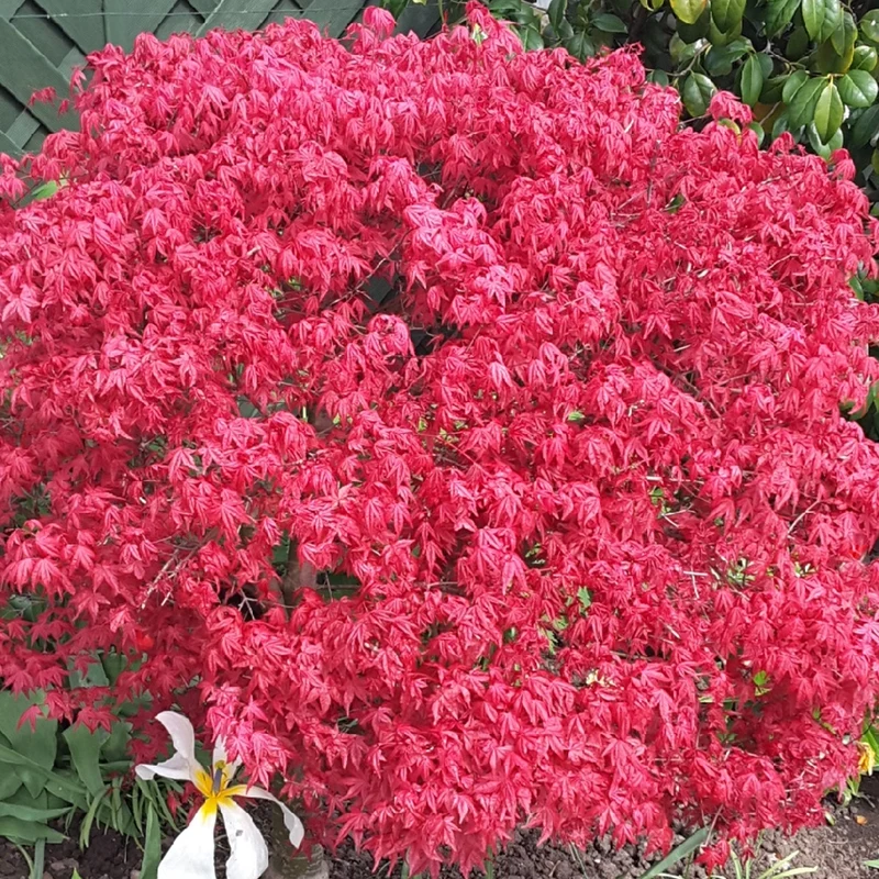 Acer 'Beni-Maiko'