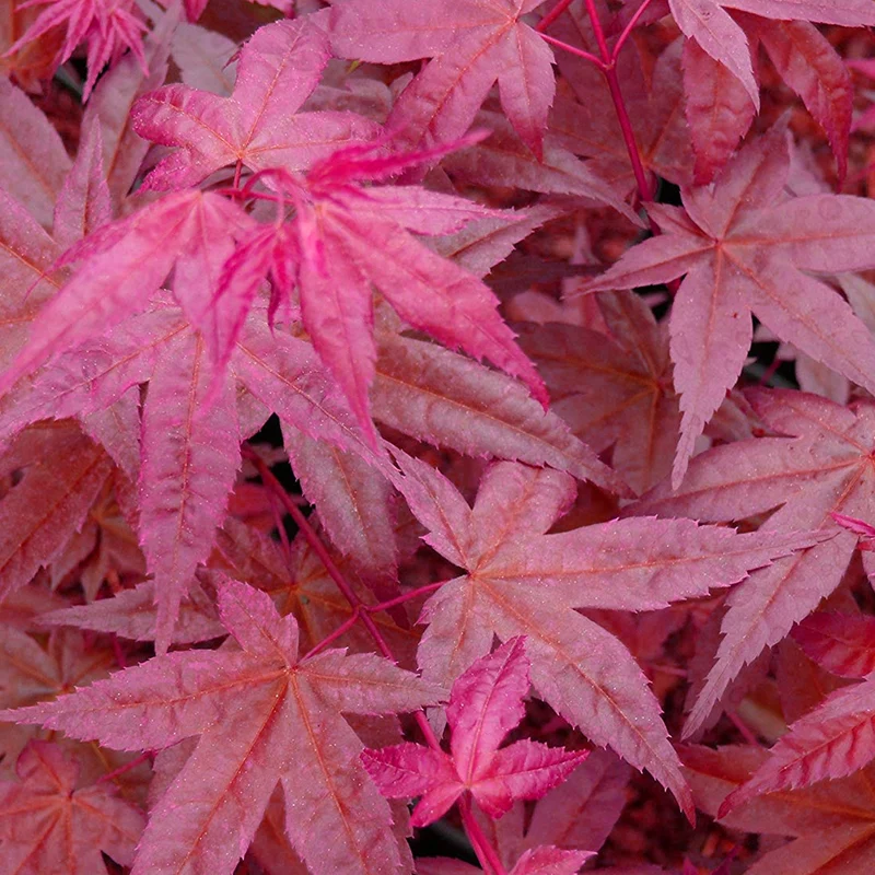 Acer 'Beni-Maiko'
