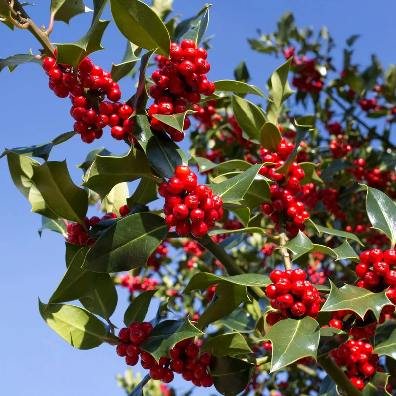 Standard Ilex Terrassenbaum