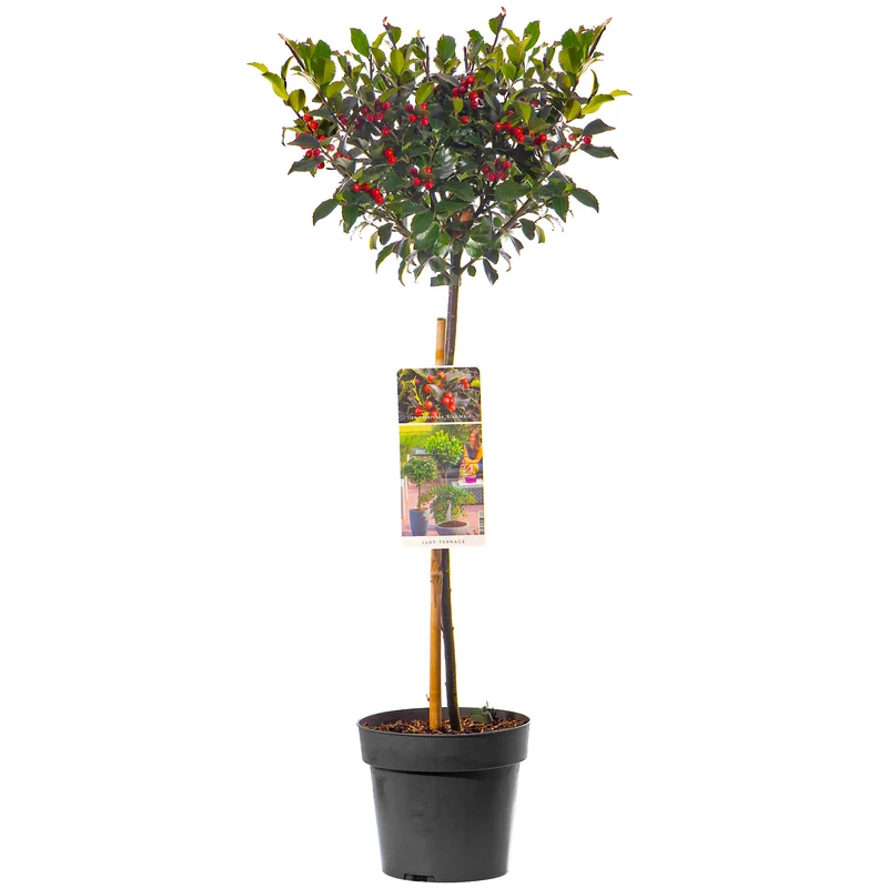 Standard Ilex Terrassenbaum